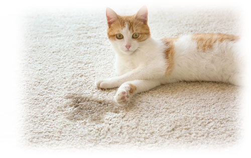 Acworth Carpet Cleaning